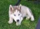 Siberian Husky Puppies for sale in Mapleton, UT 84664, USA. price: $400