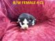 Siberian Husky Puppies for sale in Roaring River, NC 28669, USA. price: NA