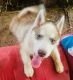 Siberian Husky Puppies for sale in Waianae, HI 96792, USA. price: $2,500