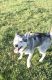 Siberian Husky Puppies for sale in Wingdale, NY 12594, USA. price: NA