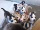Siberian Husky Puppies for sale in 5000 Elizabeth St, Cudahy, CA 90201, USA. price: NA