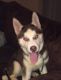 Siberian Husky Puppies for sale in Zanesville, OH 43701, USA. price: NA