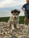 Siberian Husky Puppies for sale in Sparta, MI 49345, USA. price: NA