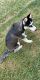 Siberian Husky Puppies for sale in Manassas, VA, USA. price: NA