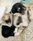 Siberian Husky Puppies for sale in Brentwood, CA 94513, USA. price: NA