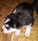 Siberian Husky Puppies for sale in West St Paul, MN 55118, USA. price: NA