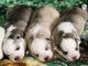 Siberian Husky Puppies for sale in Eclectic, AL 36024, USA. price: NA