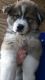 Siberian Husky Puppies for sale in Bellevue, MI 49021, USA. price: $500