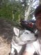 Siberian Husky Puppies for sale in Lincolnton, NC 28092, USA. price: NA