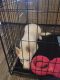 Siberian Husky Puppies for sale in 12000 Sawmill Rd, The Woodlands, TX 77380, USA. price: NA