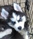Siberian Husky Puppies for sale in Bethel, OH 45661, USA. price: NA