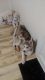 Siberian Husky Puppies for sale in Alpena, MI 49707, USA. price: NA