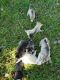 Siberian Husky Puppies for sale in Jefferson, OH 44047, USA. price: NA