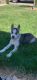Siberian Husky Puppies for sale in Brighton, CO, USA. price: NA