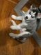 Siberian Husky Puppies for sale in 28 Gertrude Pl NW, Atlanta, GA 30318, USA. price: NA