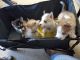 Siberian Husky Puppies for sale in Zephyrhills, FL 33541, USA. price: $1,000