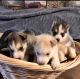 Siberian Husky Puppies for sale in Kenosha County, WI, USA. price: NA