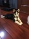 Siberian Husky Puppies for sale in East Elmhurst, Queens, NY, USA. price: NA