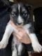 Siberian Husky Puppies for sale in Hopkinsville, KY, USA. price: NA