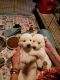 Siberian Husky Puppies for sale in Copenhagen, NY 13626, USA. price: $1,200
