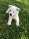 Siberian Husky Puppies for sale in West Valley, NY 14171, USA. price: NA