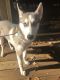 Siberian Husky Puppies for sale in Drums, PA 18222, USA. price: NA
