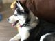 Siberian Husky Puppies for sale in 19940 N 23rd Ave, Phoenix, AZ 85027, USA. price: $1,200
