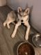 Siberian Husky Puppies for sale in SIENNA PLANT, TX 77459, USA. price: $200