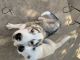 Siberian Husky Puppies for sale in Colton, CA, USA. price: NA