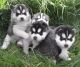 Siberian Husky Puppies for sale in 02906 Sereno Ln, Fort Worth, TX 76244, USA. price: NA
