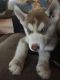 Siberian Husky Puppies for sale in Coarsegold, CA 93614, USA. price: $400