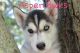 Siberian Husky Puppies for sale in Grand Rapids, MI 49505, USA. price: NA