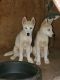 Siberian Husky Puppies for sale in Young Harris, GA 30582, USA. price: NA