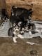 Siberian Husky Puppies for sale in Longview, WA, USA. price: NA