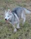 Siberian Husky Puppies for sale in Lancaster, WI 53813, USA. price: $500