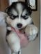 Siberian Husky Puppies for sale in West Deptford, NJ, USA. price: $800