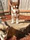Siberian Husky Puppies for sale in Mill Creek, WA, USA. price: $800