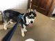 Siberian Husky Puppies for sale in Marysville, OH 43040, USA. price: NA