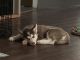 Siberian Husky Puppies for sale in 500 Pas Perdido, Cathedral City, CA 92234, USA. price: NA
