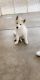 Siberian Husky Puppies for sale in Riverbank, CA, USA. price: $500