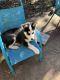 Siberian Husky Puppies for sale in 3230 Oceanview St, Irving, TX 75062, USA. price: NA