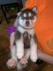 Siberian Husky Puppies for sale in Elkin, NC, USA. price: NA