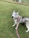 Siberian Husky Puppies for sale in Jacksonville, NC, USA. price: NA