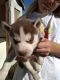 Siberian Husky Puppies for sale in Naper, NE 68755, USA. price: NA