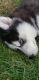 Siberian Husky Puppies for sale in Elizabeth, PA 15037, USA. price: NA
