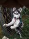 Siberian Husky Puppies for sale in Springdale, AR, USA. price: NA