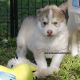 Siberian Husky Puppies for sale in Eden, TX 76837, USA. price: NA