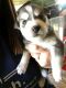 Siberian Husky Puppies for sale in Aurora, UT 84620, USA. price: $850