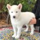 Siberian Husky Puppies for sale in Santa Barbara, CA, USA. price: NA