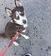 Siberian Husky Puppies for sale in 300 E 138th St, The Bronx, NY 10454, USA. price: NA